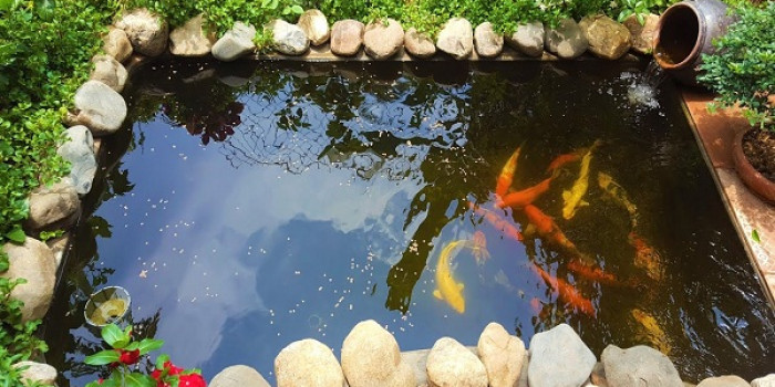 Muốn thiết kế hồ cá cảnh chuyên nghiệp hãy đến BeeSo