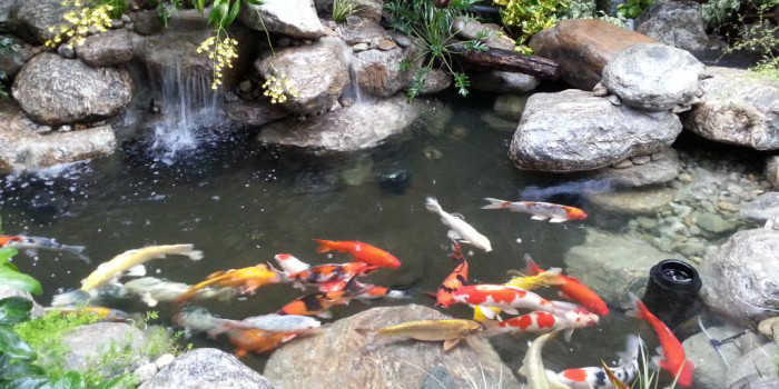 Dịch vụ thi công sân vườn hồ koi chuyên nghiệp giá hợp lý