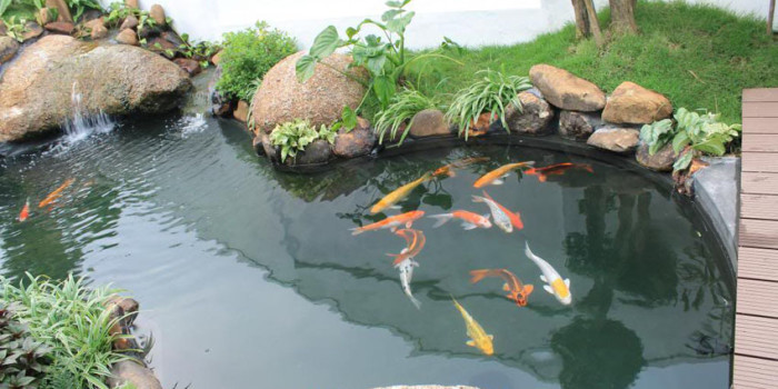 Tổng hợp những kinh nghiệm làm hồ cá koi mới nhất