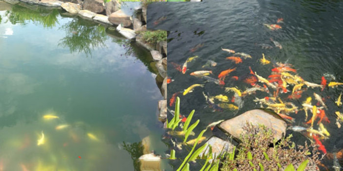 Cách làm trong nước hồ cá koi đơn giản