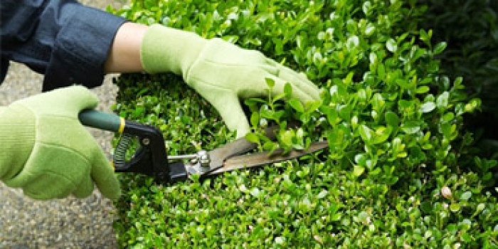Dịch vụ Chăm sóc sân vườn, Bảo Dưỡng cảnh quan