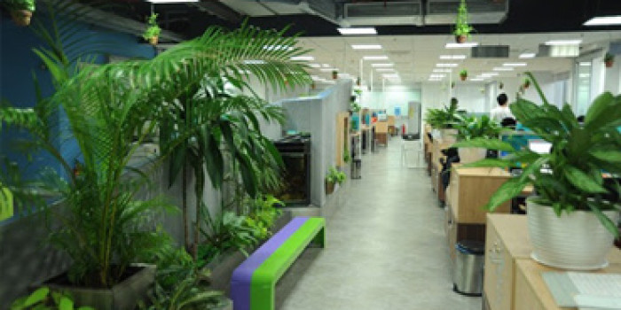 Cho thuê cây cảnh văn phòng tphcm