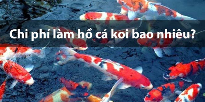 Chi phí làm hồ cá koi hết bao nhiêu tiền? XEM NGAY