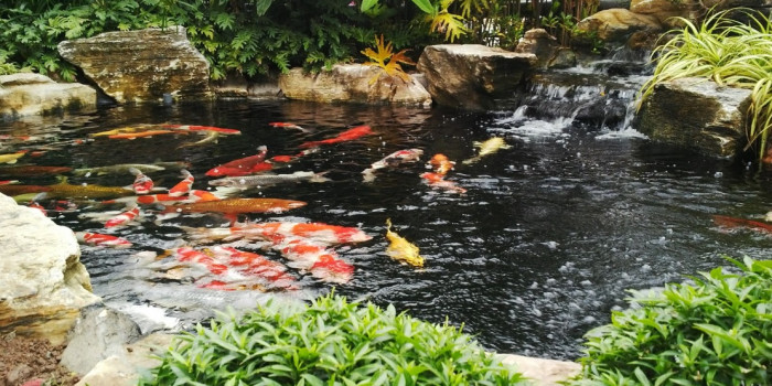 Tiêu chí làm hồ cá koi giá rẻ dành cho mọi khách hàn