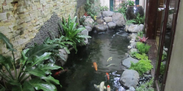 Bí kíp vàng làm trong nước hồ cá koi chỉ trong 10 phút!