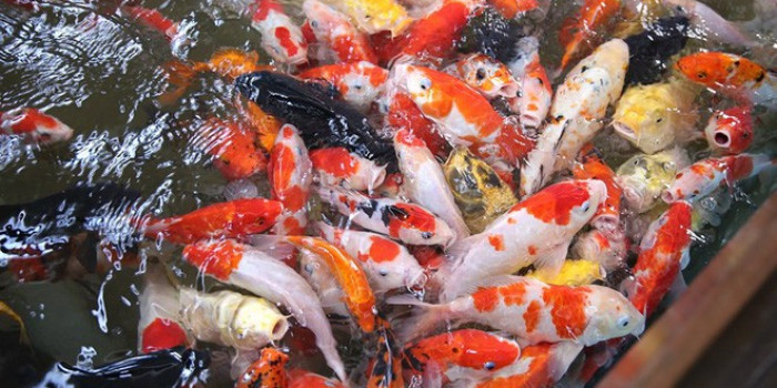 Dịch vụ làm hồ cá Koi trong nhà nhanh gọn, tiết kiệm chi phí