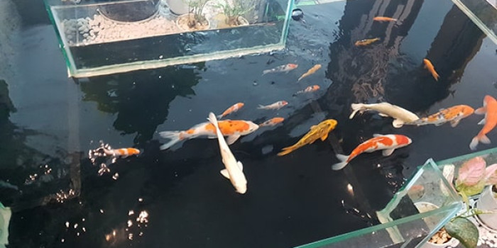 Bạn có biết cách làm hồ cá Koi tại nhà đạt chuẩn hay chưa?
