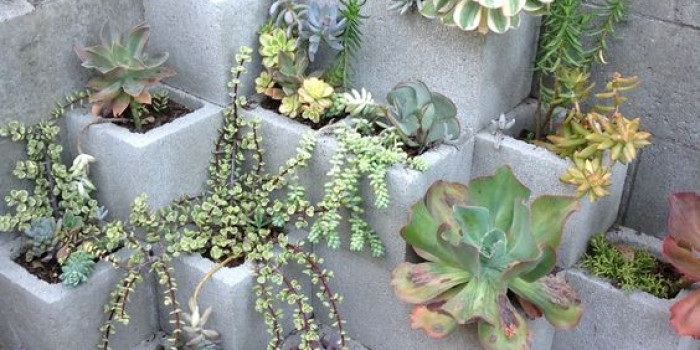 Mẫu tiểu cảnh sân vườn hoa sen độc lạ, dễ thiết kế