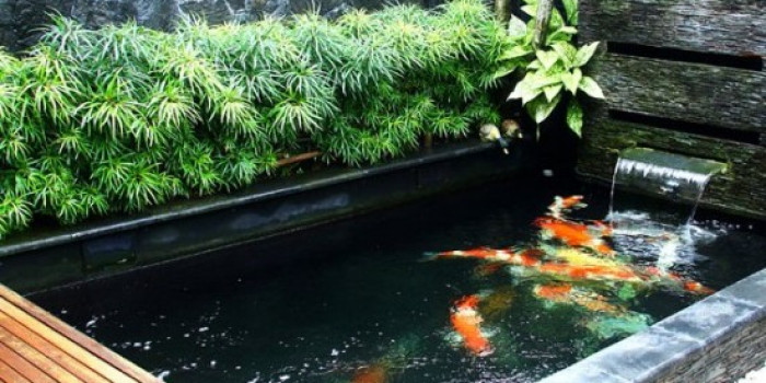 Khám phá phương pháp làm hồ cá koi xi măng đúng chuẩn