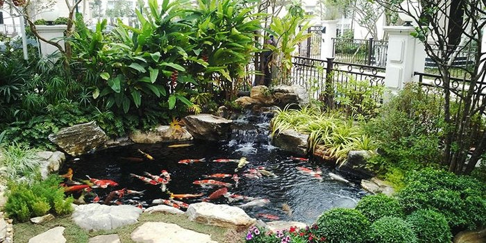 Tại sao nên thuê dịch vụ thiết kế thi công hồ cá koi tại bình chánh của Beeso?