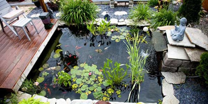 Nhớ ngay 5 điều để hồ cá tiểu cảnh sân vườn luôn đẹp và an toàn