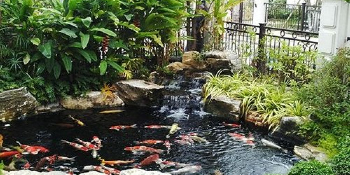 Tìm hiểu cách khắc phục nước hồ cá bị đục tối ưu nhất