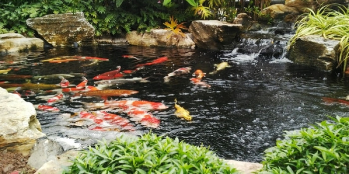Chi phí thiết kế hồ cá Koi phụ thuộc vào các yếu tố quan trọng nào?