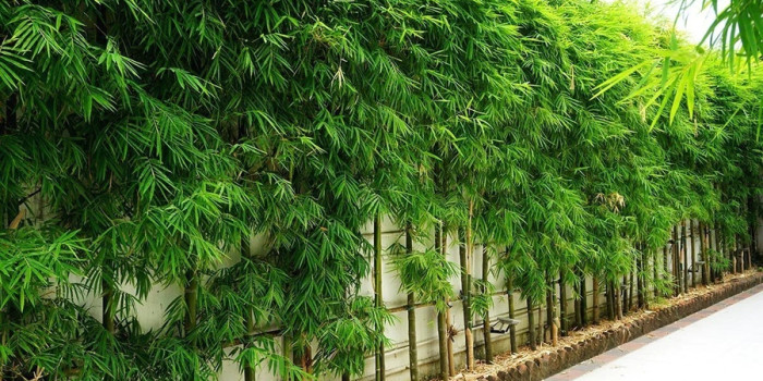 Cây trồng hàng rào: Giải pháp xanh tuyệt vời cho ngôi nhà của bạn