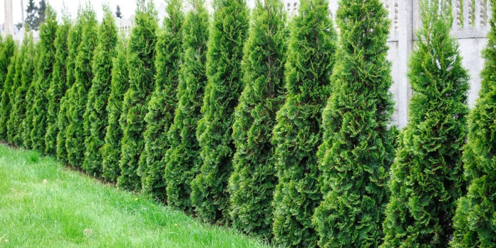Cây trồng hàng rào: Giải pháp xanh tuyệt vời cho ngôi nhà của bạn
