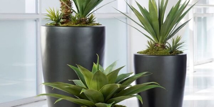 Cây xanh văn phòng từ CTY Đại Phú - Lựa chọn số 1 cho nơi làm việc.
