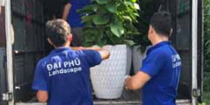 Cho thuê cây cảnh: 7 lý do nên chọn dịch vụ thay vì mua