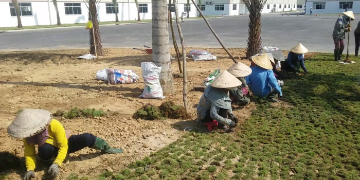 Thi công cỏ sân vườn khó hay dễ?