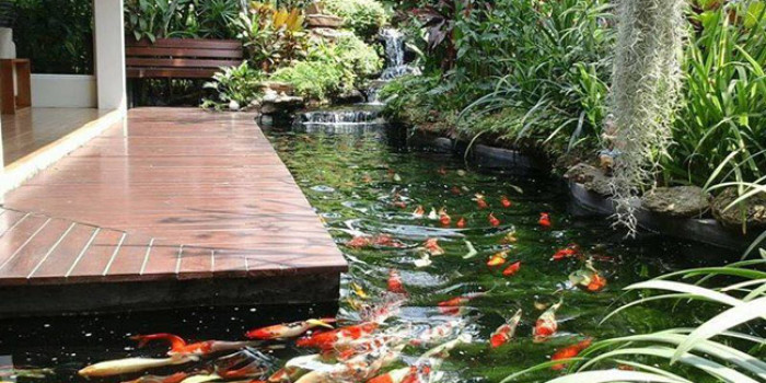 Trang trí hồ cá Koi đẹp với kiểu thiết kế ấn tượng nhất