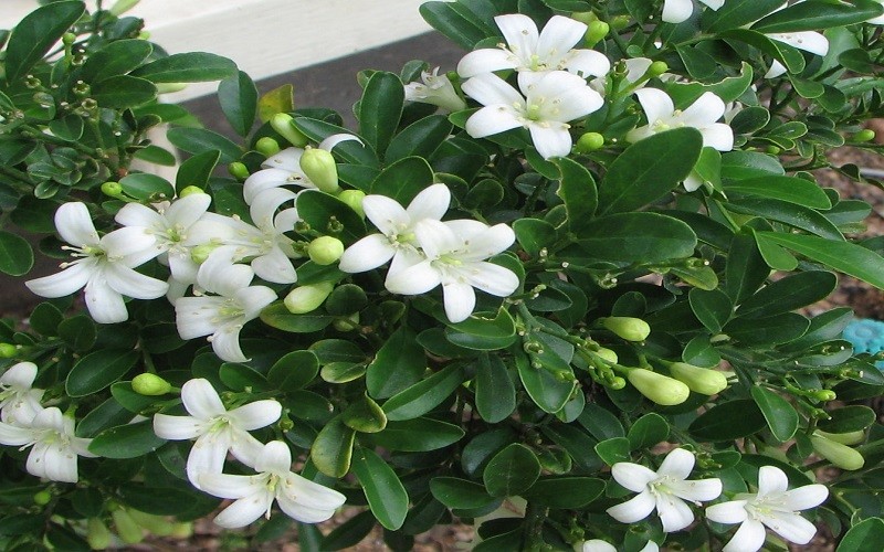 Cây trồng hàng rào trung bình